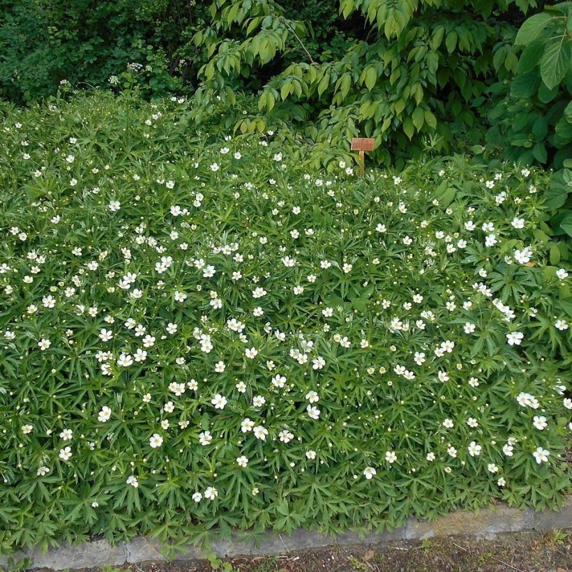 Anemone canadensis - Kanadische Wiesen-Anemone (Plant habit)