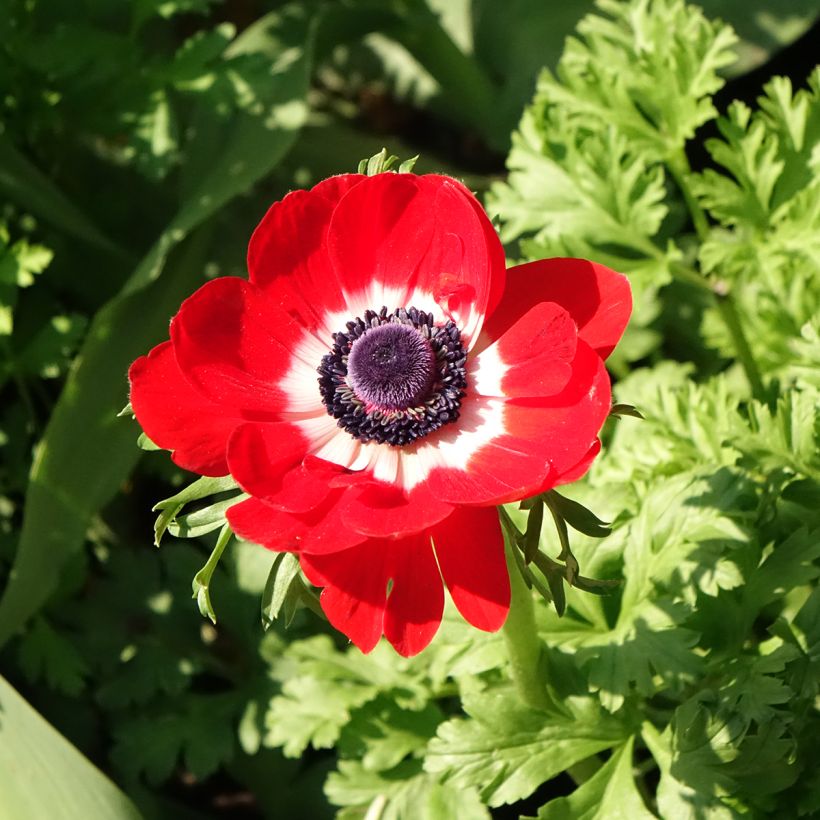 Anemone coronaria Hollandia - Kronen-Anemone (Flowering)