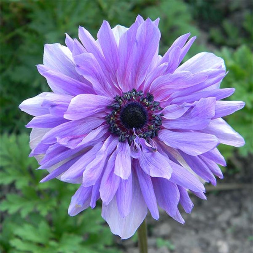 Anemone coronaria Lord Lieutenant - Kronen-Anemone (Flowering)