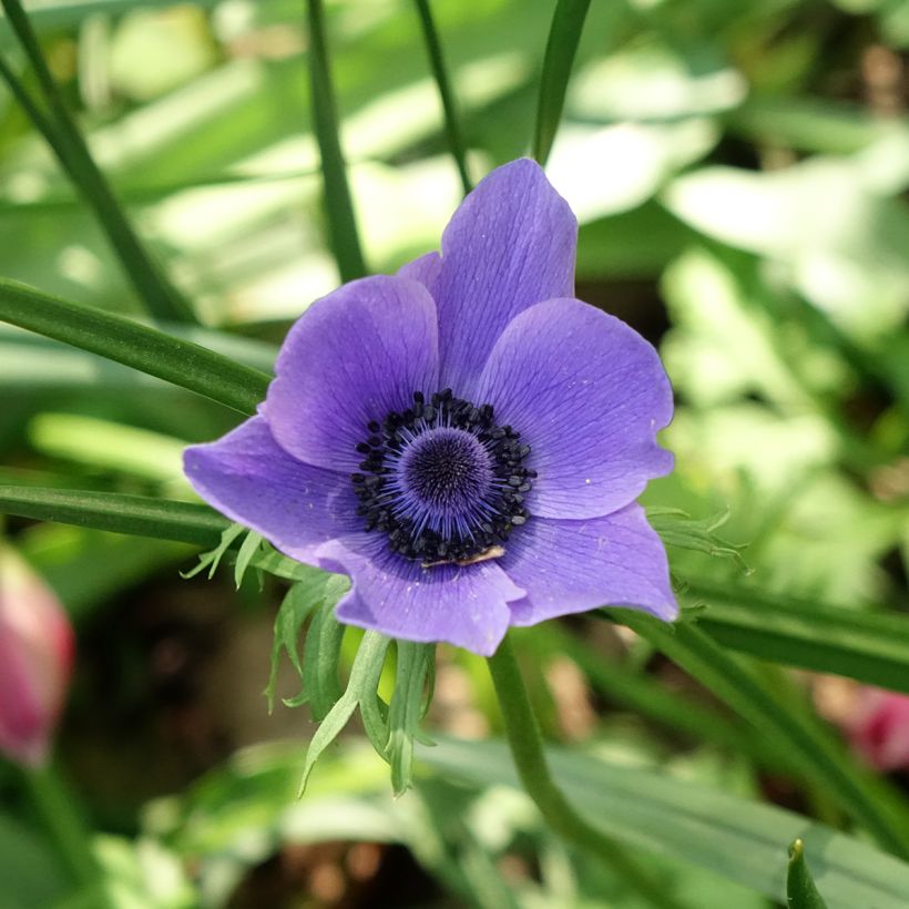 Anemone coronaria Mr Fokker - Kronen-Anemone (Flowering)