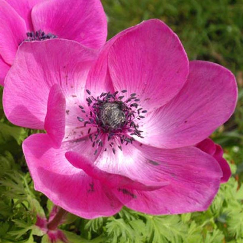 Anemone coronaria Sylphide - Kronen-Anemone (Flowering)