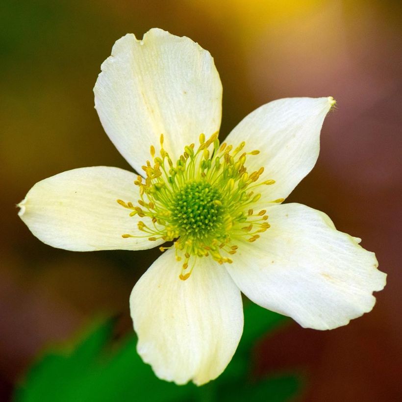 Anemone cylindrica - Prärie-Anemone (Flowering)