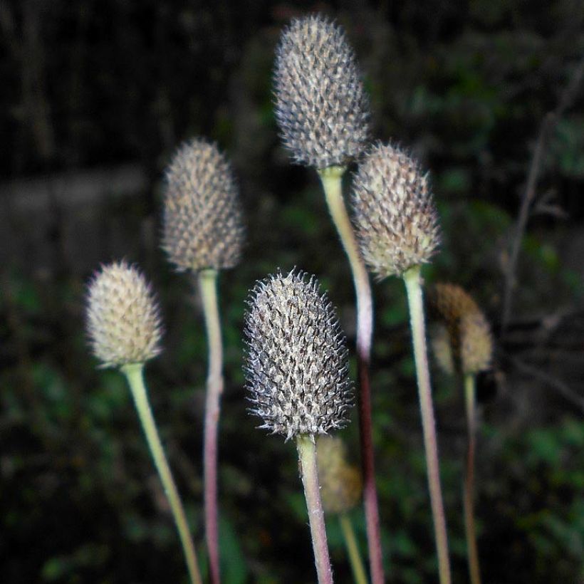 Anemone cylindrica - Prärie-Anemone (Harvest)