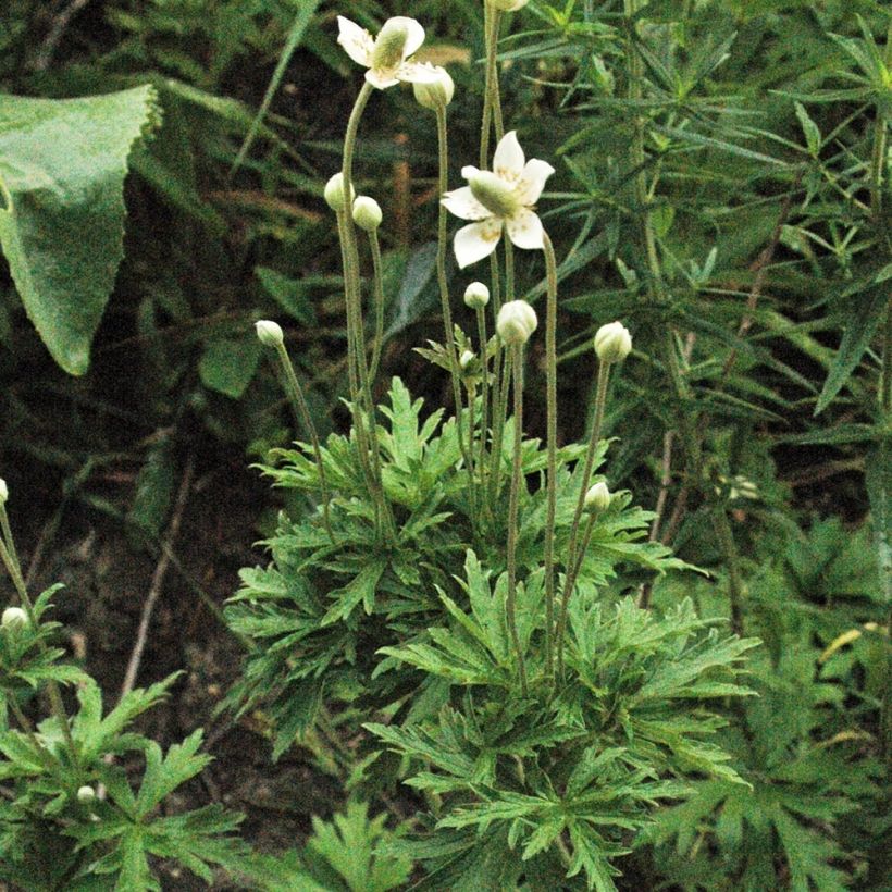 Anemone cylindrica - Prärie-Anemone (Plant habit)