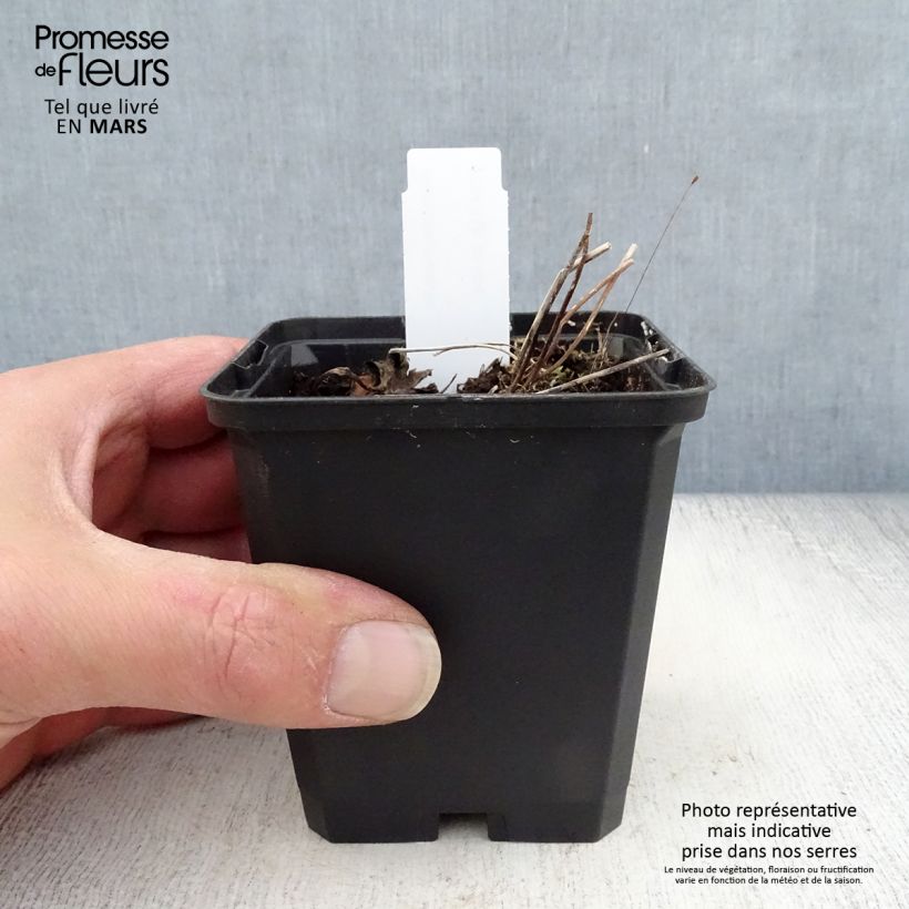 Exemplar von Anemone rivularis - Bach-Anemone Kleine Töpfe von 8/9 cm wie im Frühjahr geliefert