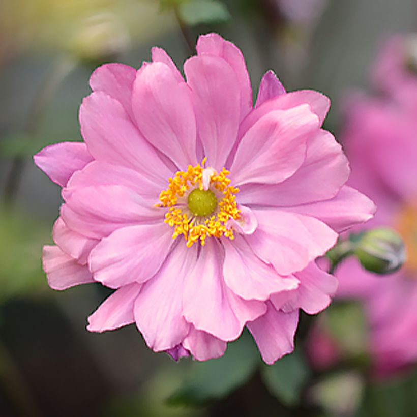 Anemone hupehensis Crispa - Chinesische Herbst-Anemone (Flowering)