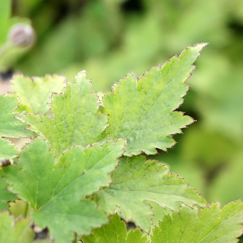Anemone hupehensis Crispa - Chinesische Herbst-Anemone (Foliage)