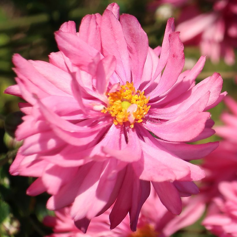 Anemone Fall in Love Sweetly - Japan-Herbst-Anemone (Flowering)