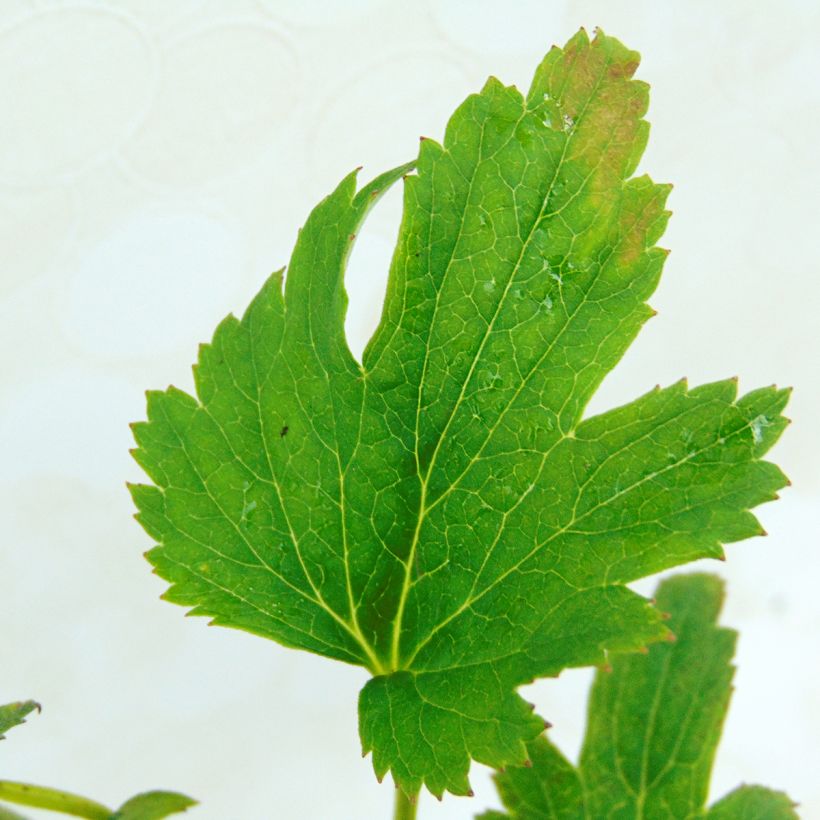 Anemone Fantasy Cinderella - Japan-Herbst-Anemone (Foliage)
