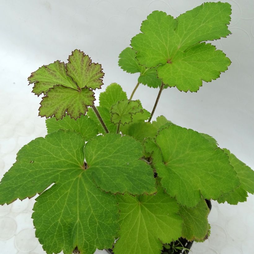 Anemone Fantasy Jasmine - Japan-Herbst-Anemone (Foliage)