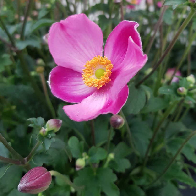Anemone Fantasy Jasmine - Japan-Herbst-Anemone (Flowering)