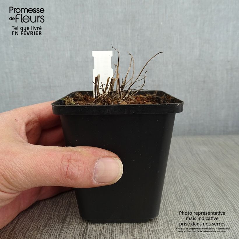 Exemplar von Anemone Fantasy Red Riding Hood - Japan-Herbst-Anemone Kleine Töpfe von 8/9 cm wie im Winter geliefert