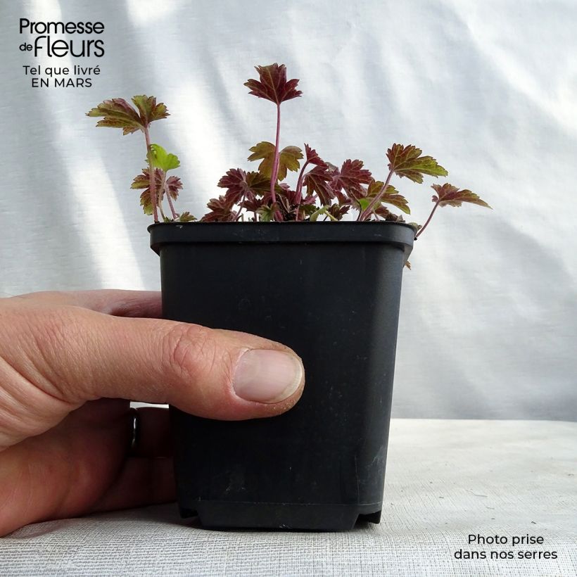 Exemplar von Anemone Little Summer Breeze - Japan-Herbst-Anemone Kleine Töpfe von 8/9 cm wie im Winter geliefert