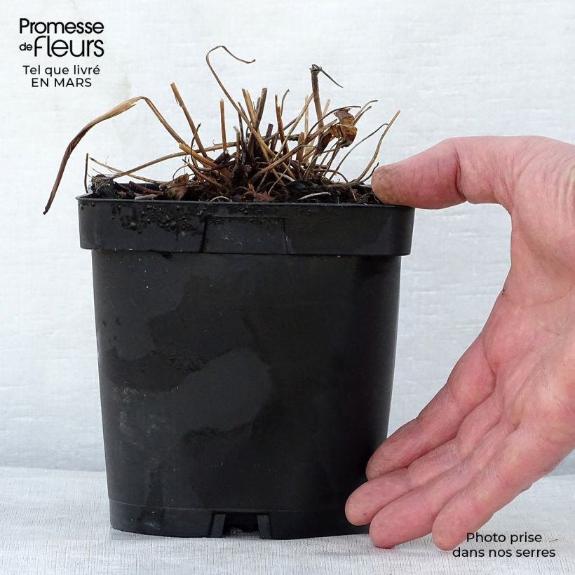 Exemplar von Anemone hupehensis var. japonica Prinz Heinrich - Chinesische Herbst-Anemone Topf mit 2L/3L wie im Frühjahr geliefert