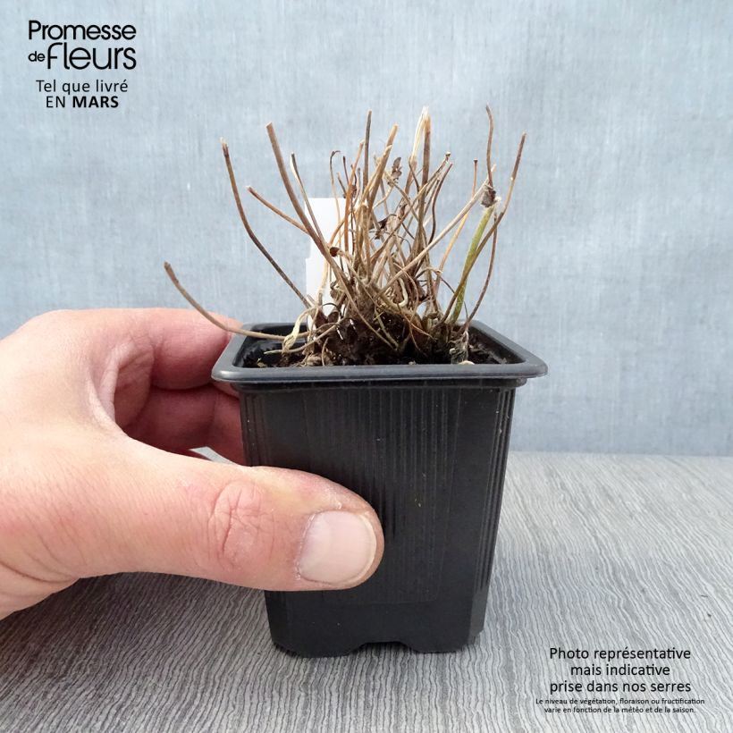 Exemplar von Anemone hybrida Rubra Plena - Herbst-Anemone Kleine Töpfe von 8/9 cm wie im Frühjahr geliefert