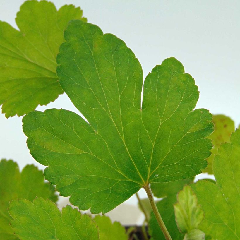 Anemone hybrida Rubra Plena - Herbst-Anemone (Foliage)