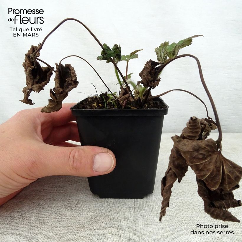 Exemplar von Anemone tomentosa Septemberglanz - Chinesische Herbst-Anemone Kleine Töpfe von 8/9 cm wie im Frühjahr geliefert