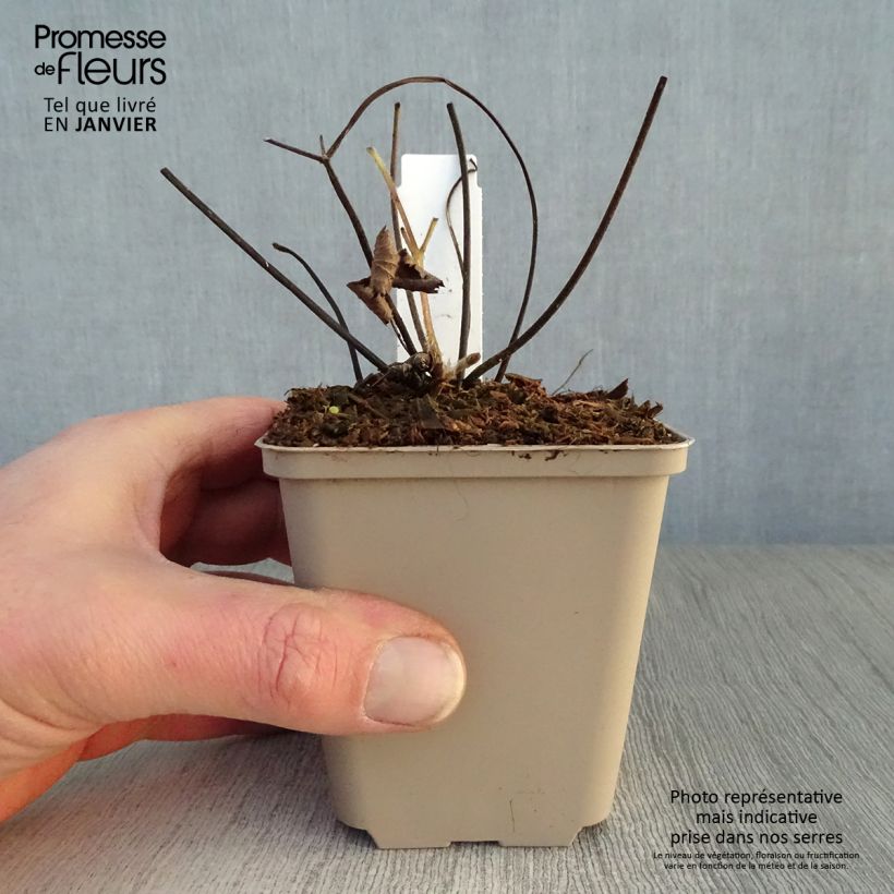 Exemplar von Anemone tomentosa Septemberglanz - Chinesische Herbst-Anemone Kleine Töpfe von 8/9 cm wie im Winter geliefert