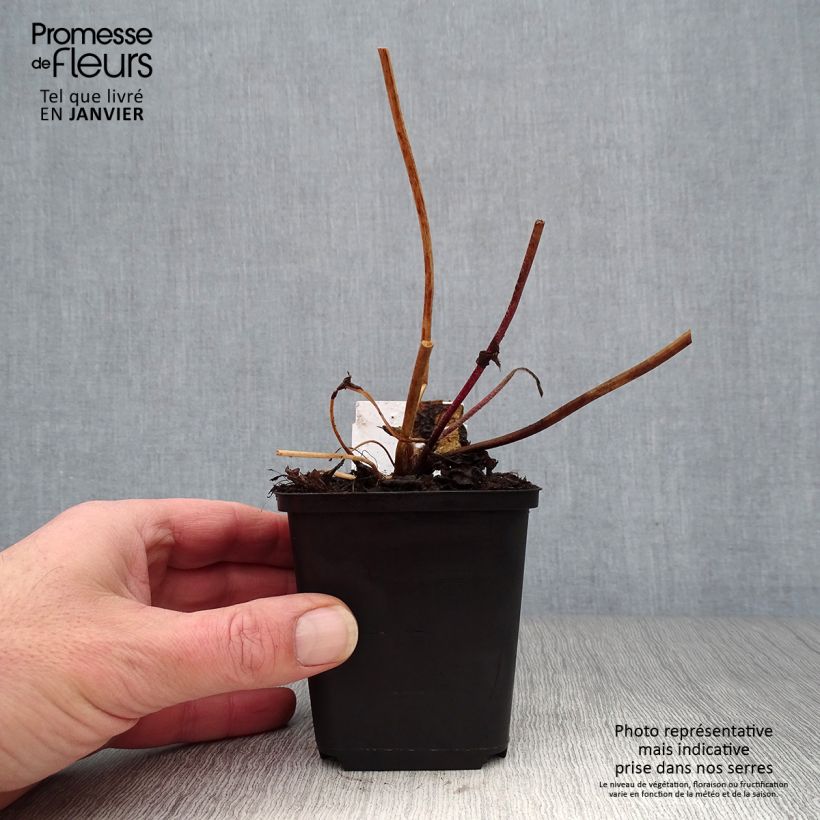 Exemplar von Anemone Frilly Knickers - Japan-Herbst-Anemone Kleine Töpfe von 8/9 cm wie im Winter geliefert