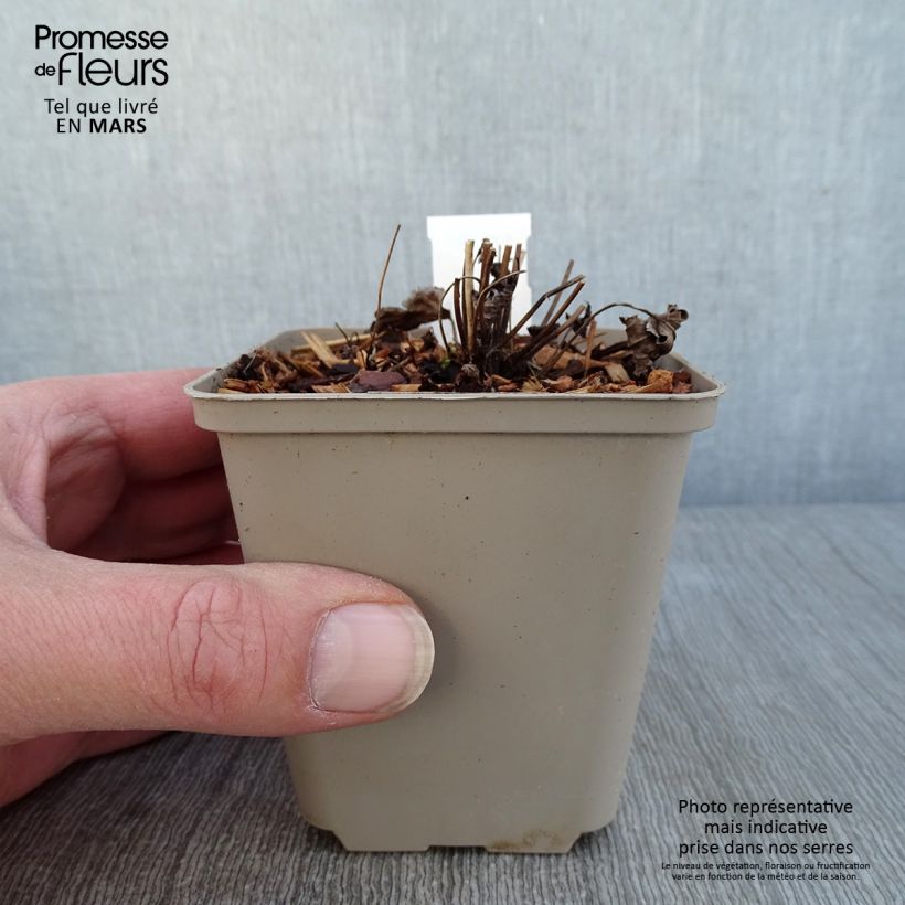 Exemplar von Anemone Satin Doll Rosé - Japan-Herbst-Anemone Kleine Töpfe von 8/9 cm wie im Winter geliefert