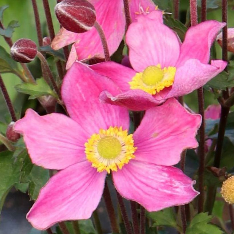 Anemone Satin Doll Rosé - Japan-Herbst-Anemone (Flowering)