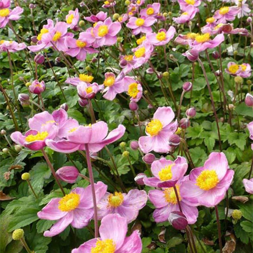 Anemone Fantasy Cinderella - Japan-Herbst-Anemone (Flowering)