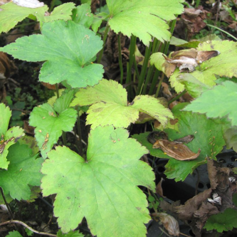 Anemone hupehensis var. japonica Little Princess - Chinesische Herbst-Anemone (Foliage)