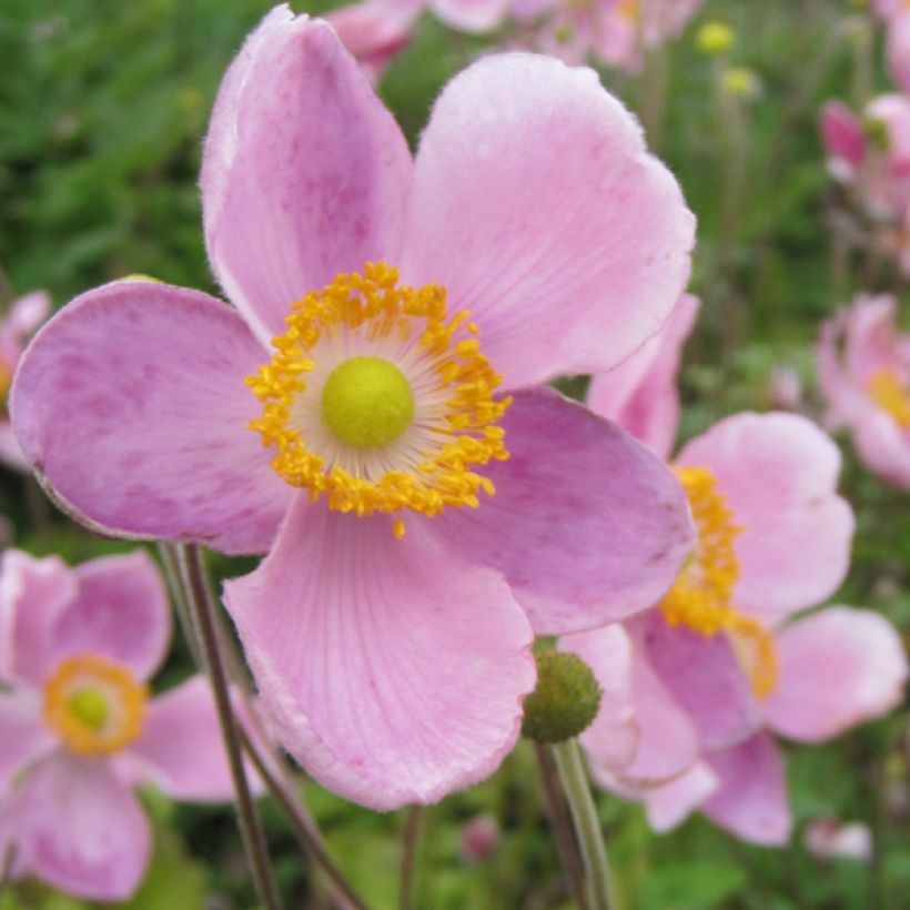 Anemone hupehensis var. japonica Little Princess - Chinesische Herbst-Anemone (Flowering)
