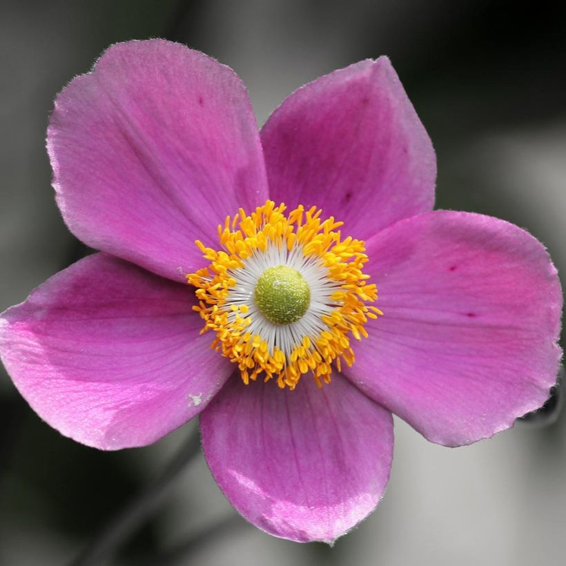 Anemone hupehensis Praecox - Chinesische Herbst-Anemone (Flowering)