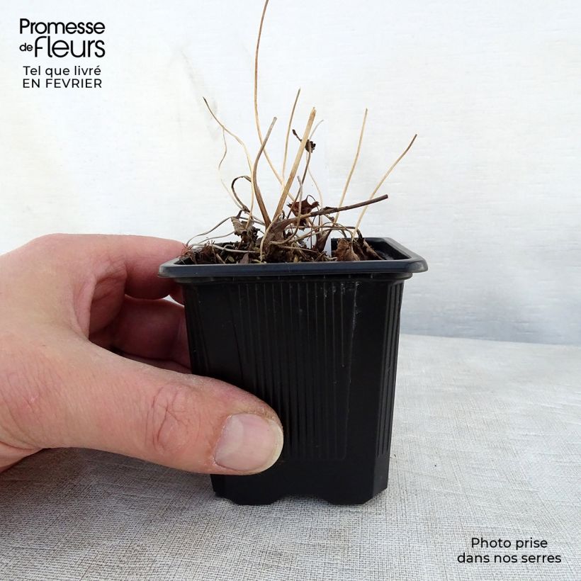 Exemplar von Anemone hupehensis Praecox - Chinesische Herbst-Anemone Kleine Töpfe von 8/9 cm wie im Winter geliefert