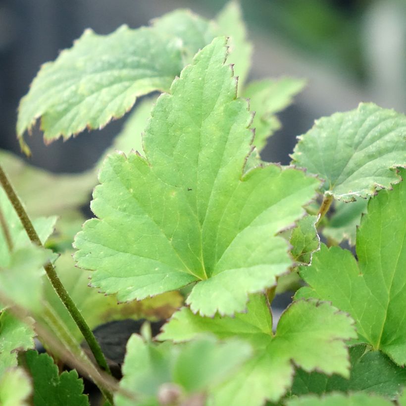 Anemone hupehensis Praecox - Chinesische Herbst-Anemone (Foliage)