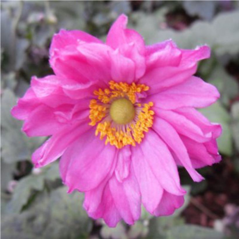 Anemone hupehensis var. japonica Prinz Heinrich - Chinesische Herbst-Anemone (Flowering)