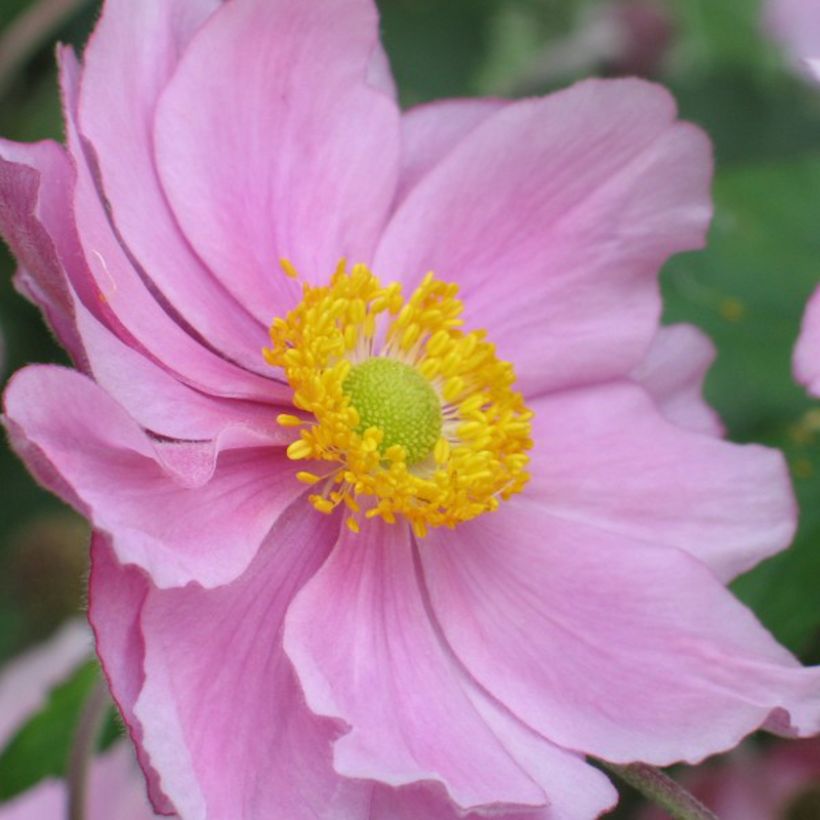 Anemone hybrida Rubra Plena - Herbst-Anemone (Flowering)