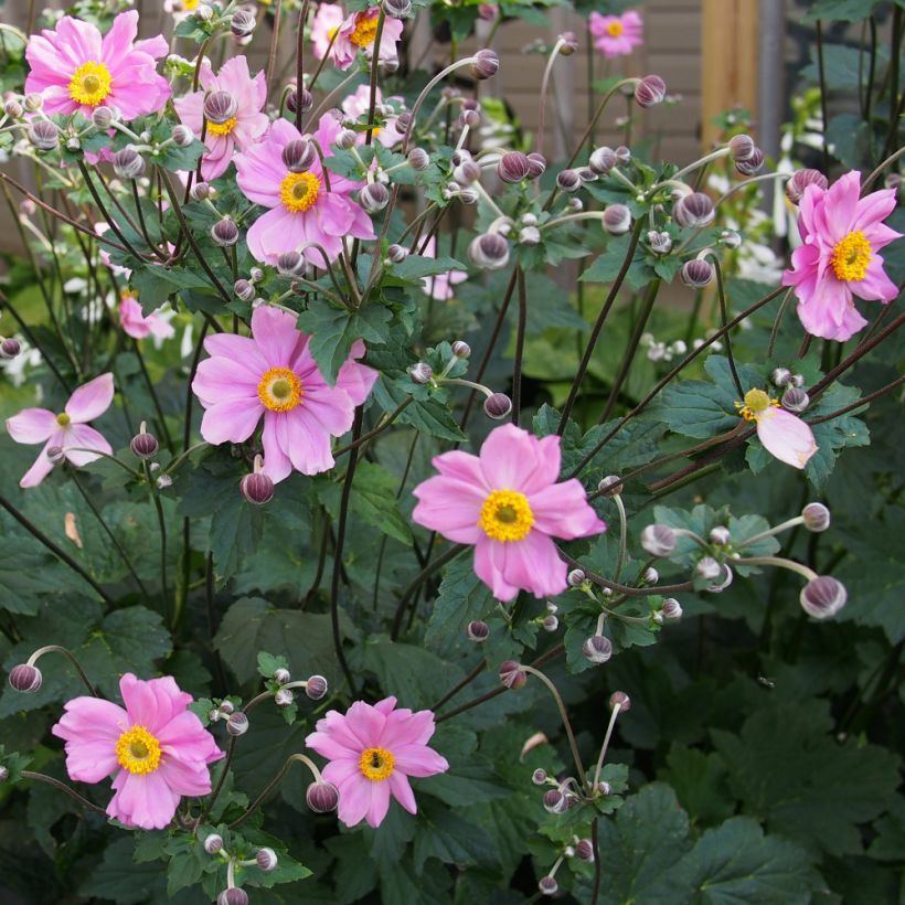 Anemone hybrida Rubra Plena - Herbst-Anemone (Plant habit)