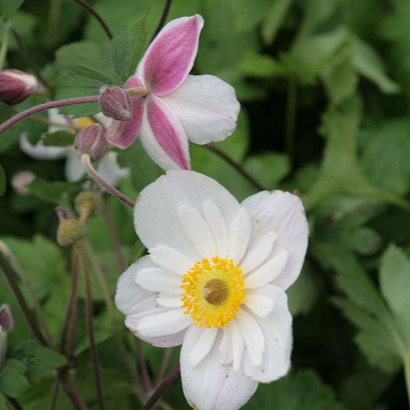 Anemone Dainty Swan - Herbst-Anemone (Flowering)