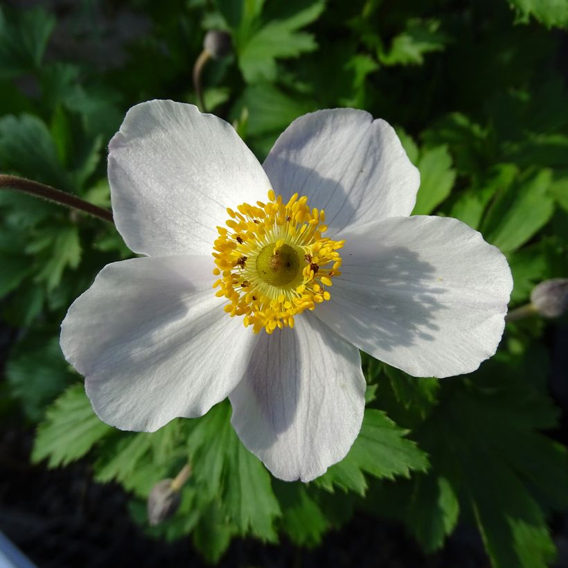 Anemone Elfin Swan - Herbst-Anemone (Flowering)