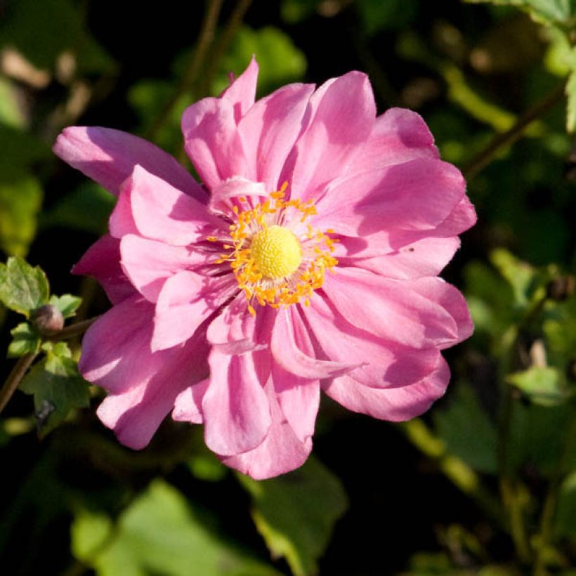 Anemone Margarete - Japan-Herbst-Anemone (Flowering)