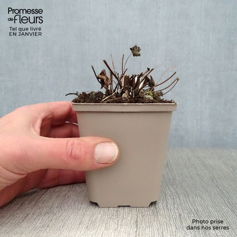 Exemplar von Anemone hupehensis var.japonica Snow Angels - Chinesische Herbst-Anemone Kleine Töpfe von 8/9 cm wie im Winter geliefert