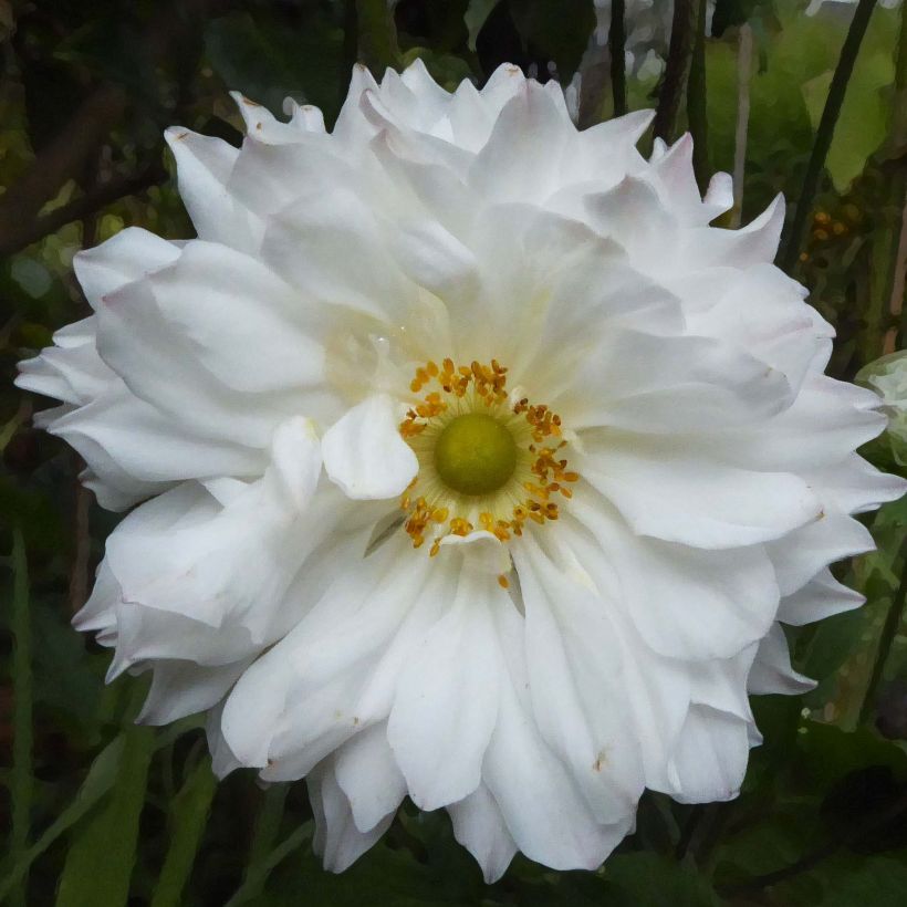 Anemone hupehensis var.japonica Tiki Sensation - Chinesische Herbst-Anemone (Flowering)