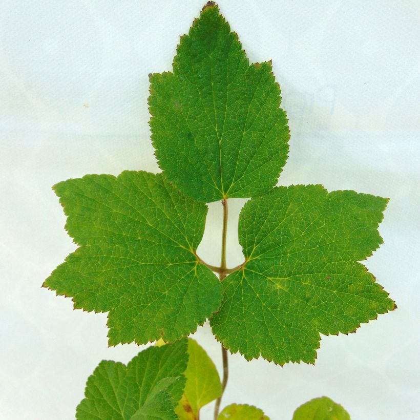 Anemone Andrea Atkinson - Japan-Herbst-Anemone (Foliage)