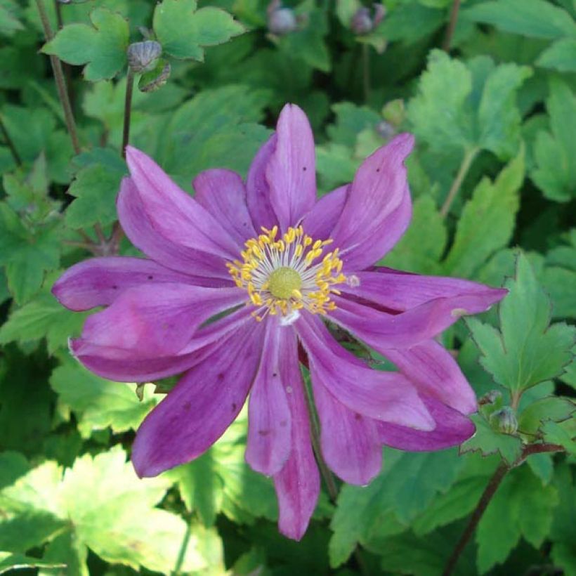 Anemone Bressingham Glow - Japan-Herbst-Anemone (Flowering)