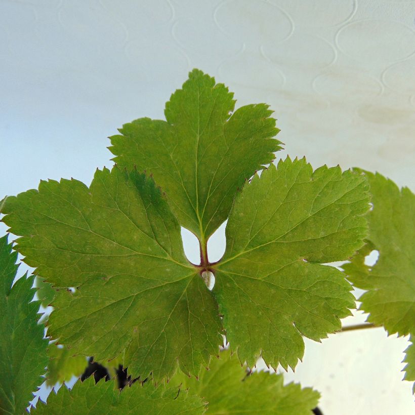 Anemone Dreaming Swan - Herbst-Anemone (Foliage)