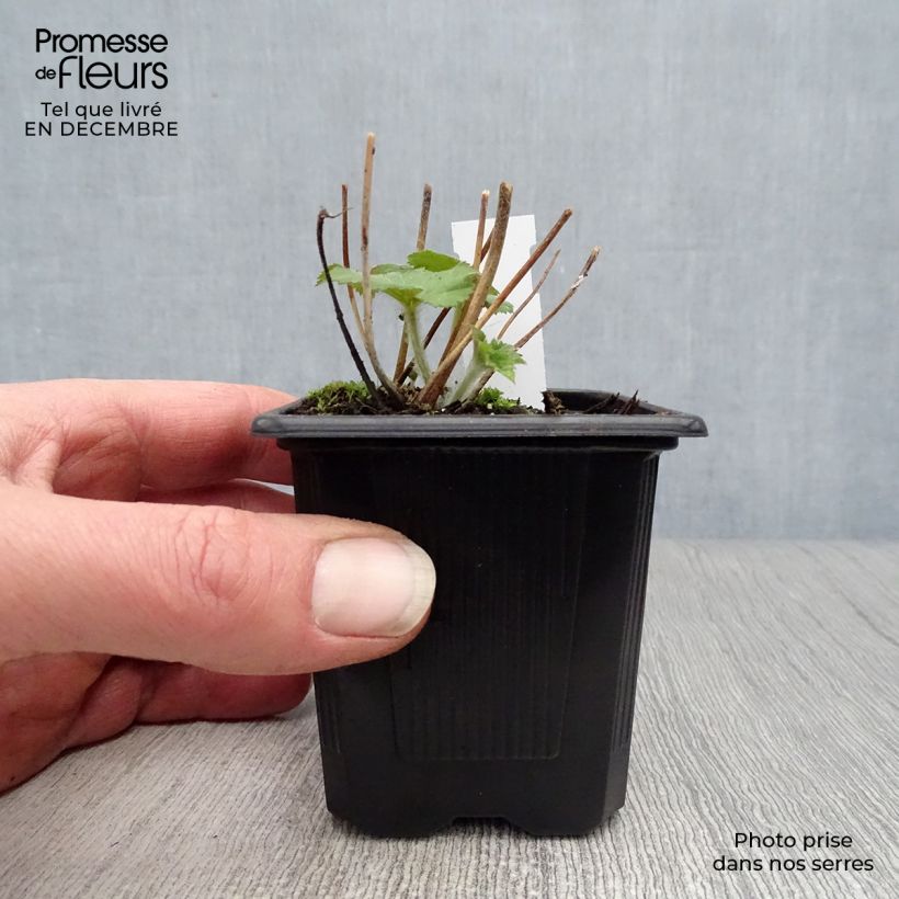 Exemplar von Anemone Honorine Jobert - Japan-Herbst-Anemone Kleine Töpfe von 8/9 cm wie im Winter geliefert