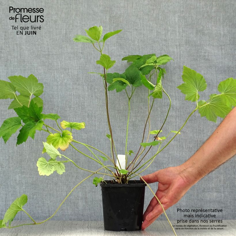 Exemplar von Anemone Honorine Jobert - Japan-Herbst-Anemone Topf mit 2L/3L wie im Sommer geliefert