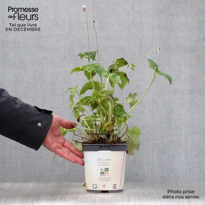 Exemplar von Anemone Honorine Jobert - Japan-Herbst-Anemone Topf mit 2L/3L wie im Winter geliefert