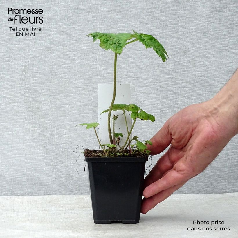 Exemplar von Anemone Honorine Jobert - Japan-Herbst-Anemone Kleine Töpfe von 8/9 cm wie im Frühjahr geliefert