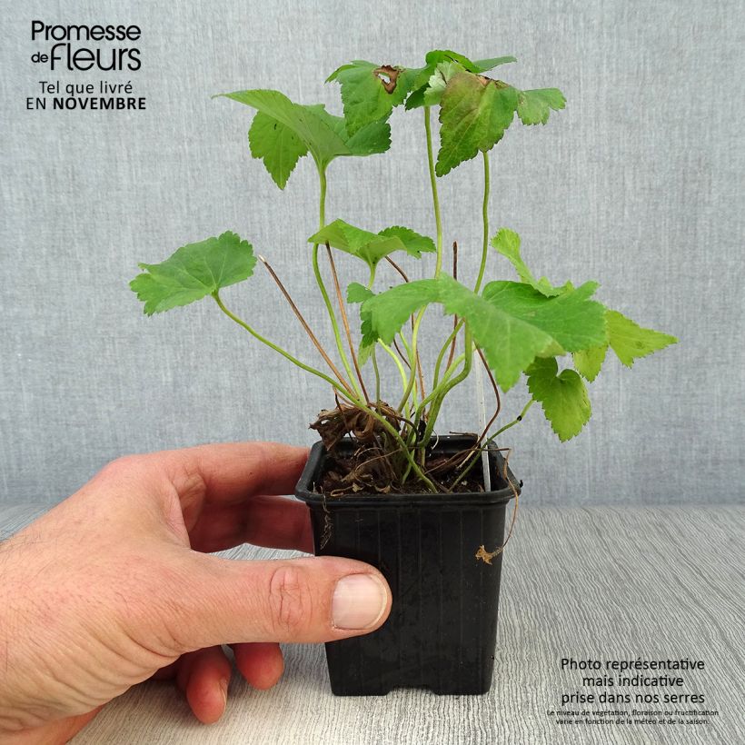 Example of Anemone Honorine Jobert - Japan-Herbst-Anemone Kleine Töpfe von 8/9 cm as you get in automne