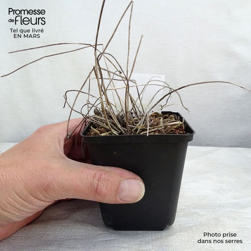 Exemplar von Anemone Margarete - Japan-Herbst-Anemone Kleine Töpfe von 8/9 cm wie im Winter geliefert