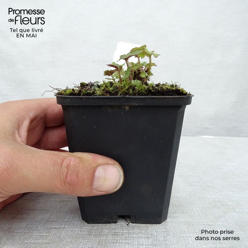 Exemplar von Anemone Mont Rose - Japan-Herbst-Anemone Kleine Töpfe von 8/9 cm wie im Frühjahr geliefert