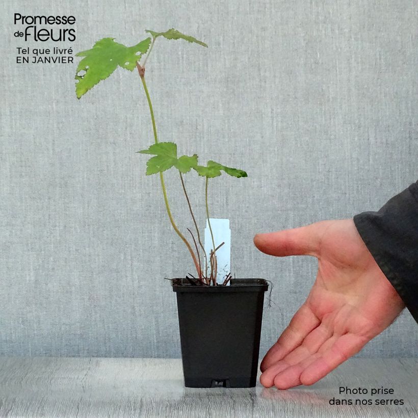 Exemplar von Anemone Mont Rose - Japan-Herbst-Anemone Kleine Töpfe von 8/9 cm wie im Winter geliefert